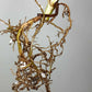 Monstera Albo Rooted Cutting 015 Kristin Molinaro