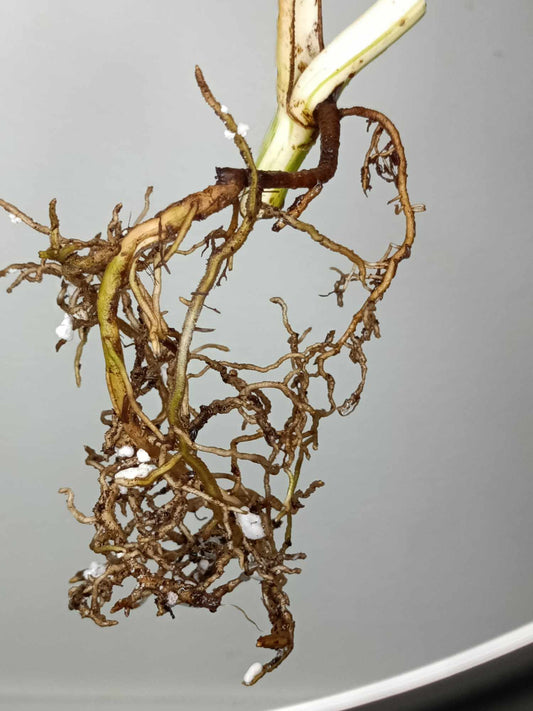 Monstera Albo Rooted Cutting 015 Kristin Molinaro