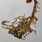 Monstera Albo Rooted Cutting 005 Anna Creazzo-Gray