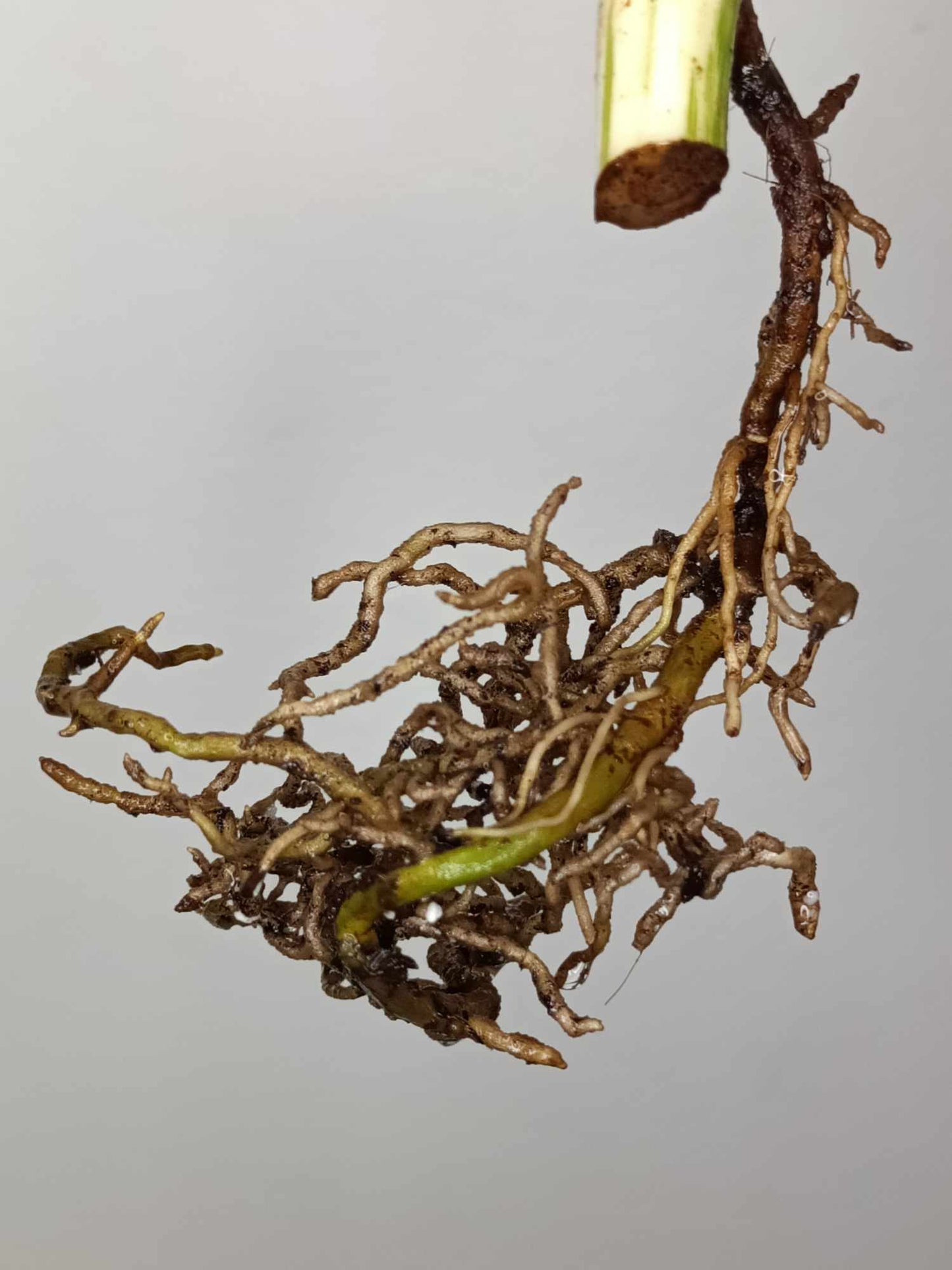 Monstera Albo Rooted Cutting 005 Anna Creazzo-Gray