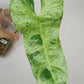 Paraiso Verde (2 Cuttings) -Reserved Angela Dougherty