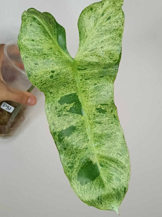 Paraiso Verde (2 Cuttings) -Reserved Angela Dougherty