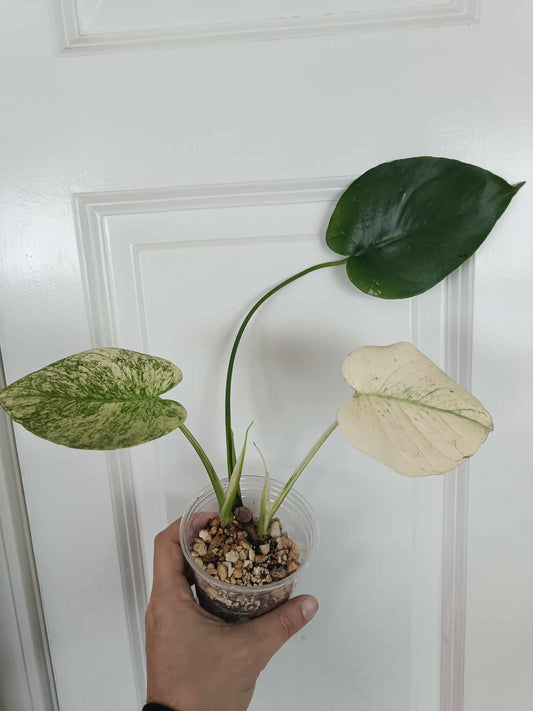 Monstera White Monster reserved for Dana Sue