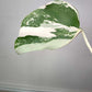 Monstera Albo Rooted Cutting 005 Anna Creazzo-Gray