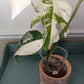 Monstera Albo Rooted Cutting 0013 Kristen Swilley Jones