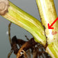 Monstera Albo Rooted Cutting 015 Kristin Molinaro