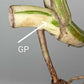Monstera Albo Rooted Cutting 020 Later Tater
