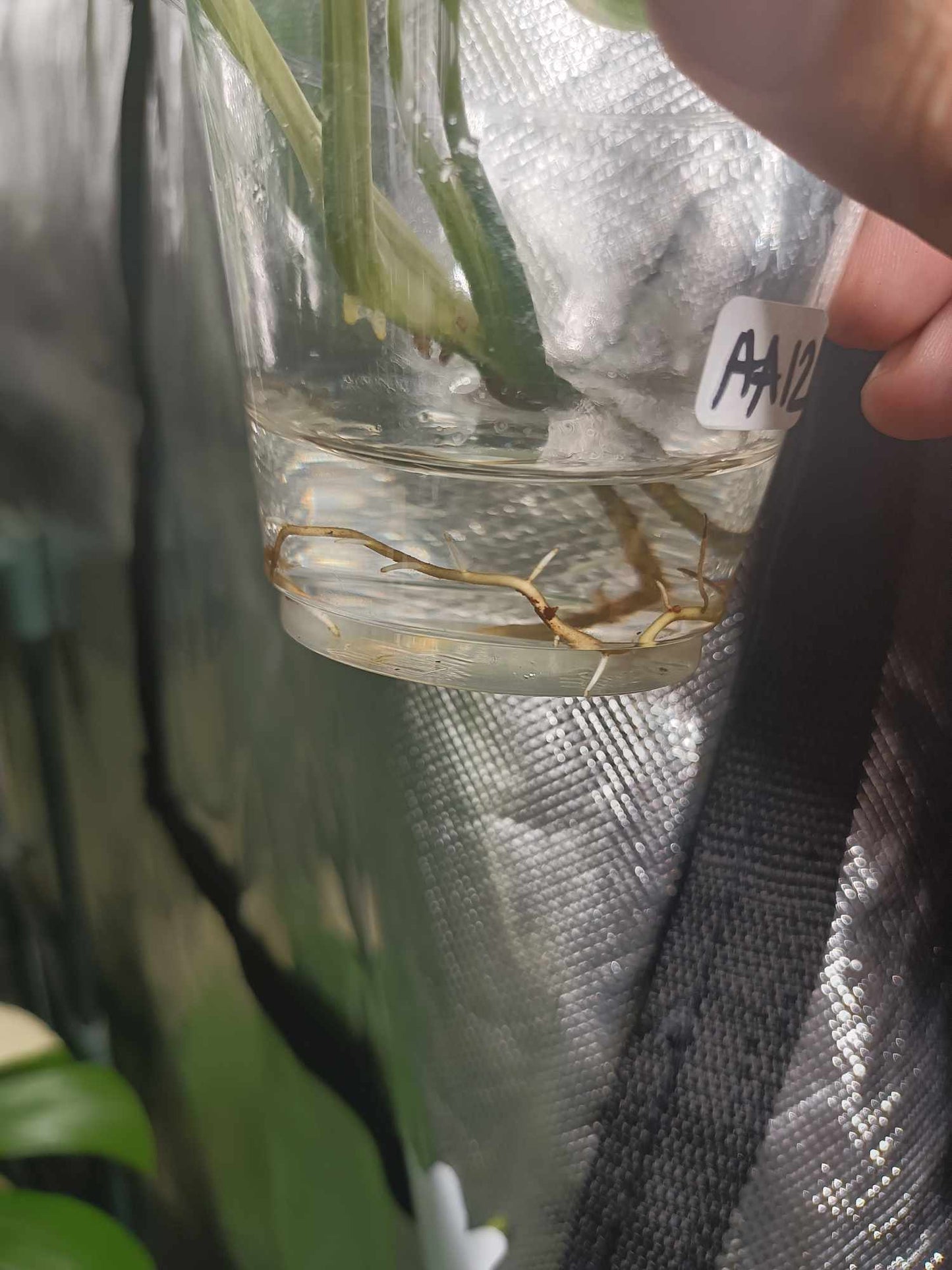 Adansonii Albo Reserved for Linda L. Mader