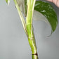 Monstera Albo Rooted Cutting 0013 Kristen Swilley Jones