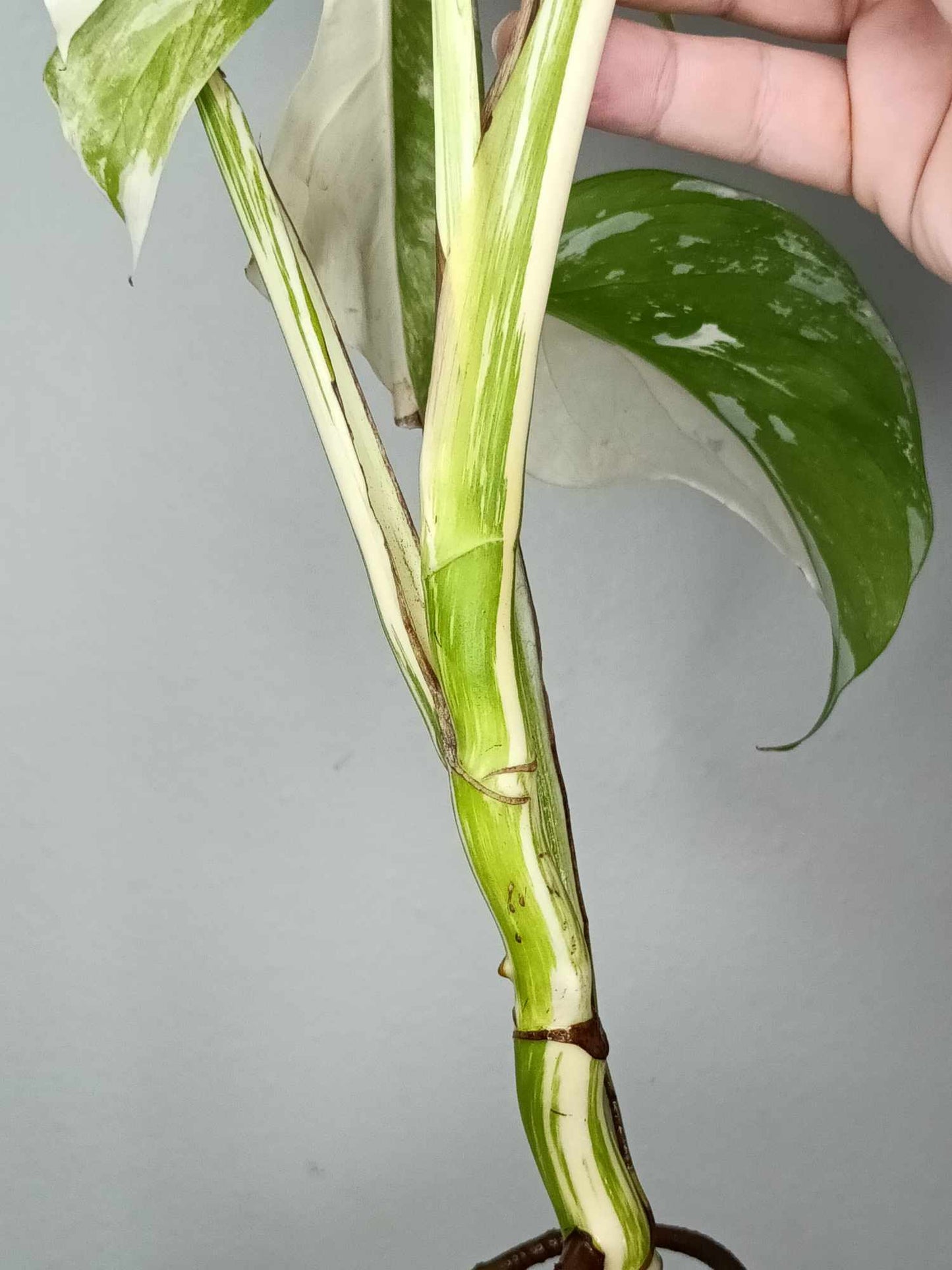 Monstera Albo Rooted Cutting 0013 Kristen Swilley Jones