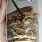 Paraiso Verde (2 Cuttings) -Reserved Angela Dougherty