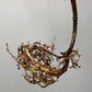 Monstera Albo Rooted Cutting 0012 Crystal Bruce