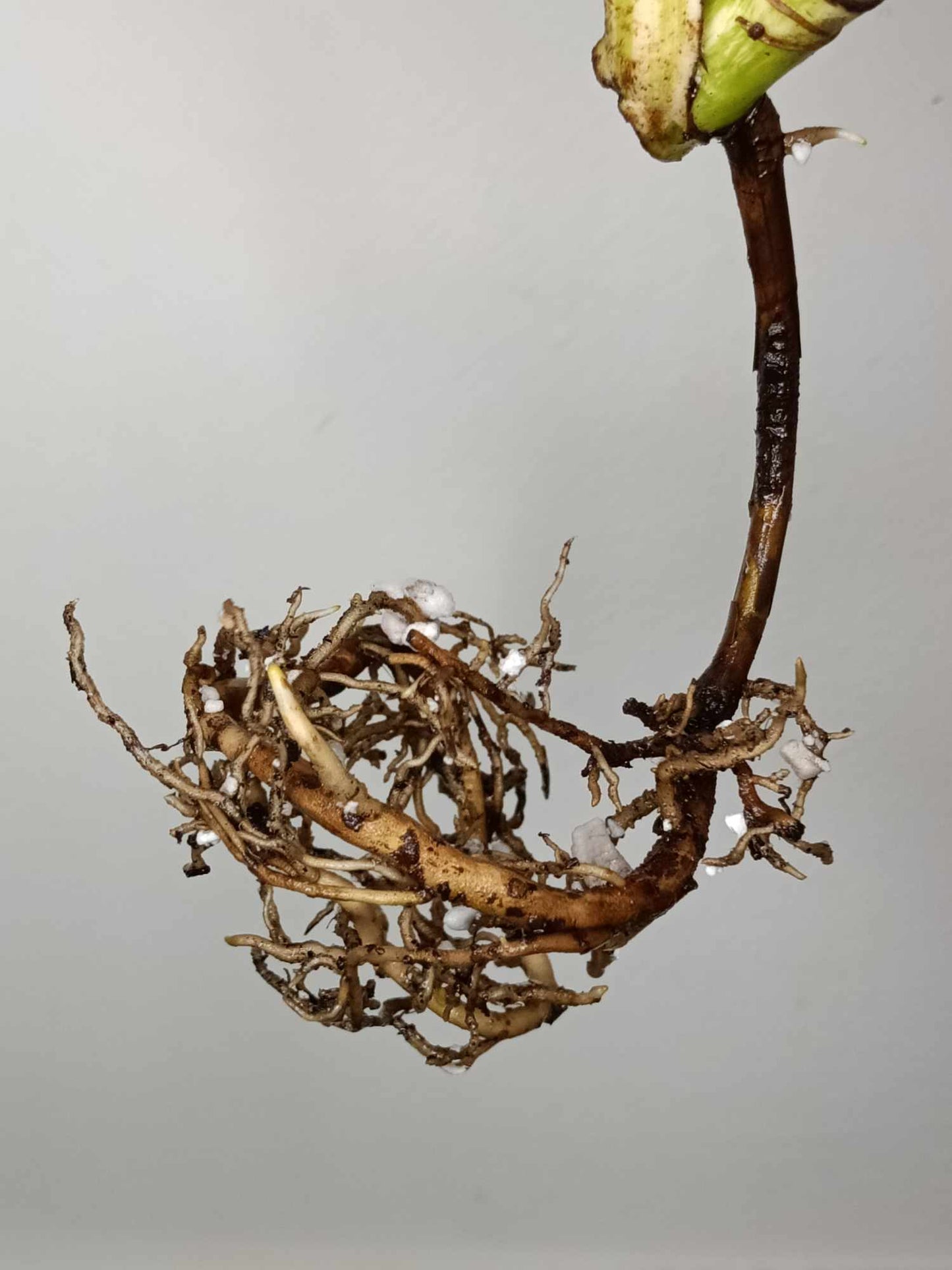 Monstera Albo Rooted Cutting 0012 Crystal Bruce