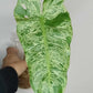 Paraiso Verde (2 Cuttings) -Reserved Angela Dougherty