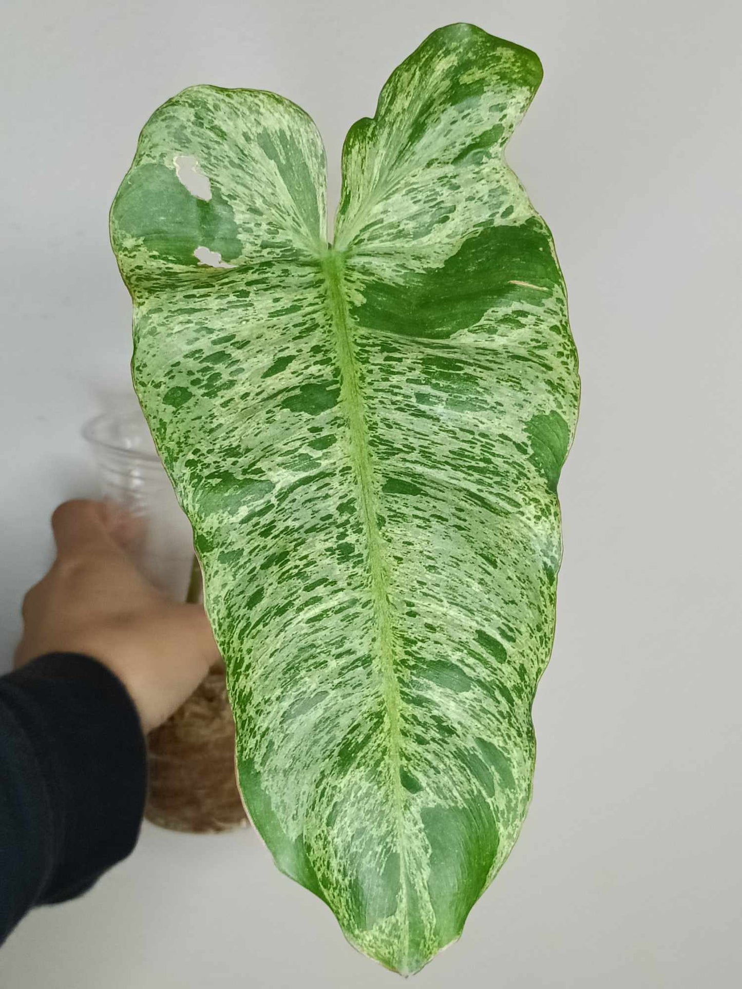 Paraiso Verde (2 Cuttings) -Reserved Angela Dougherty