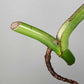 Monstera Albo Rooted Cutting 004 Danielle Price