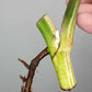Monstera Albo Rooted Cutting 005 Anna Creazzo-Gray