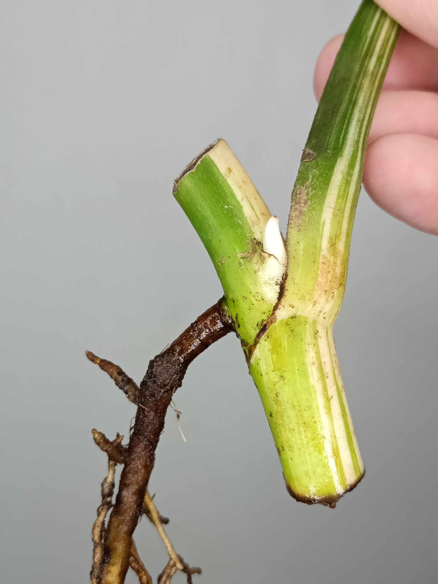 Monstera Albo Rooted Cutting 005 Anna Creazzo-Gray