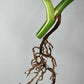 Monstera Albo Rooted Cutting 007 Anna Creazzo-Gray