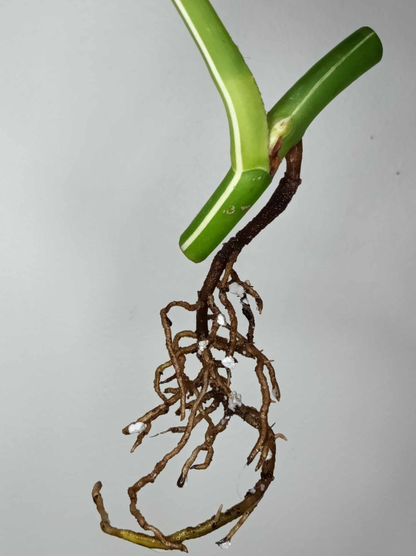 Monstera Albo Rooted Cutting 007 Anna Creazzo-Gray