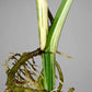 Monstera Albo T16