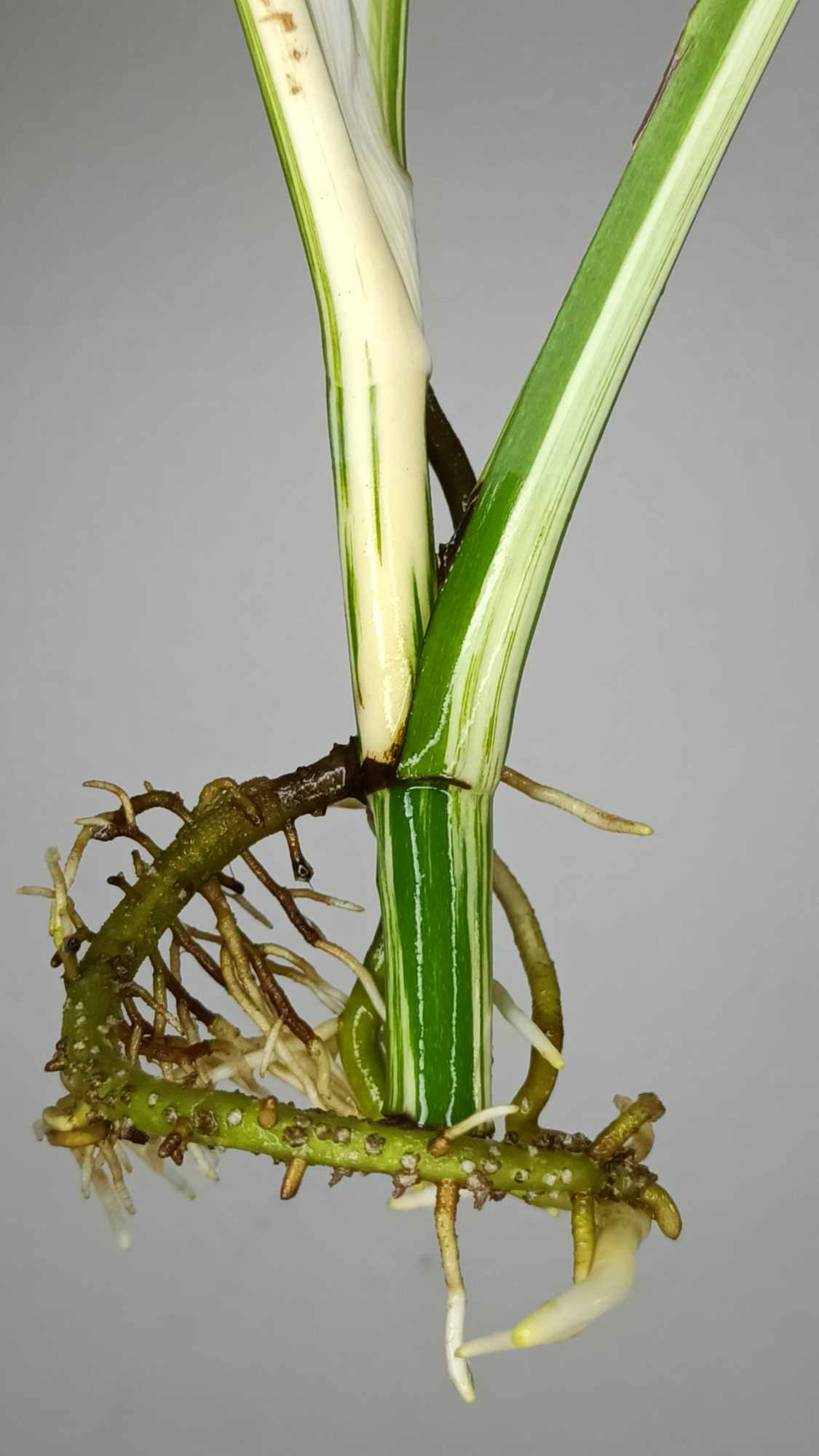 Monstera Albo T16