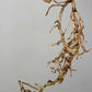 Monstera Albo Rooted Cutting 020 Later Tater