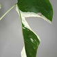 Monstera Albo T16