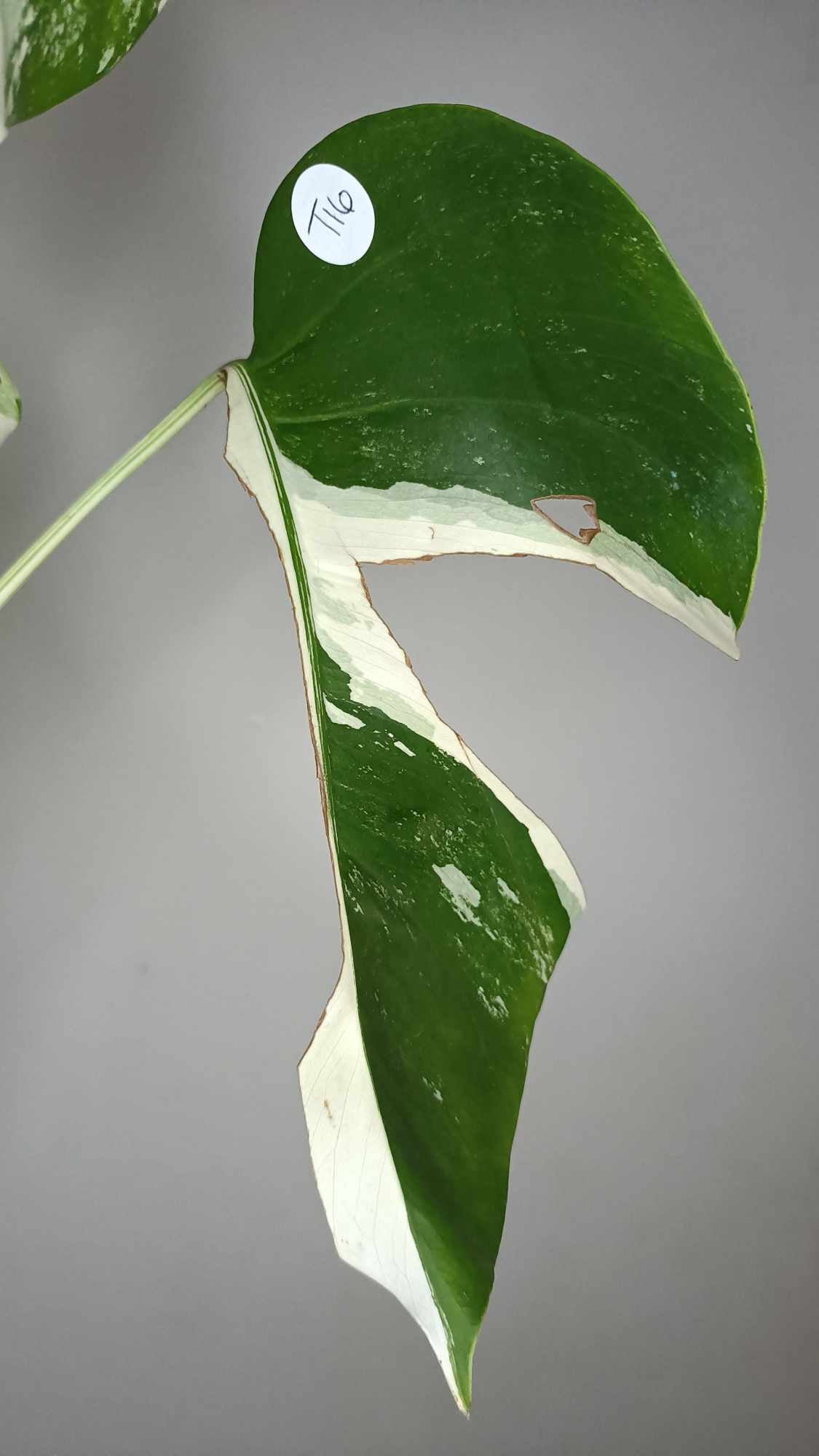 Monstera Albo T16