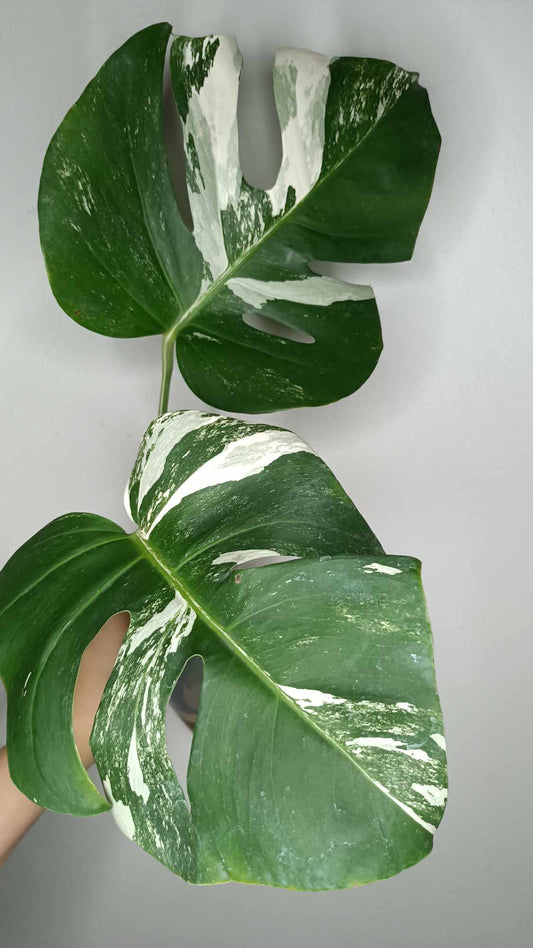 Two leaf Top Cut RESERVED for Tiffany Hewitt