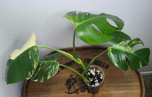 M. Aurea A10 Reserved for Tasha Mayhew