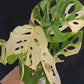 Philodendron Spiritu Sancti  SS2, Monstera obliqua, adansonii tri color, Burle Marx