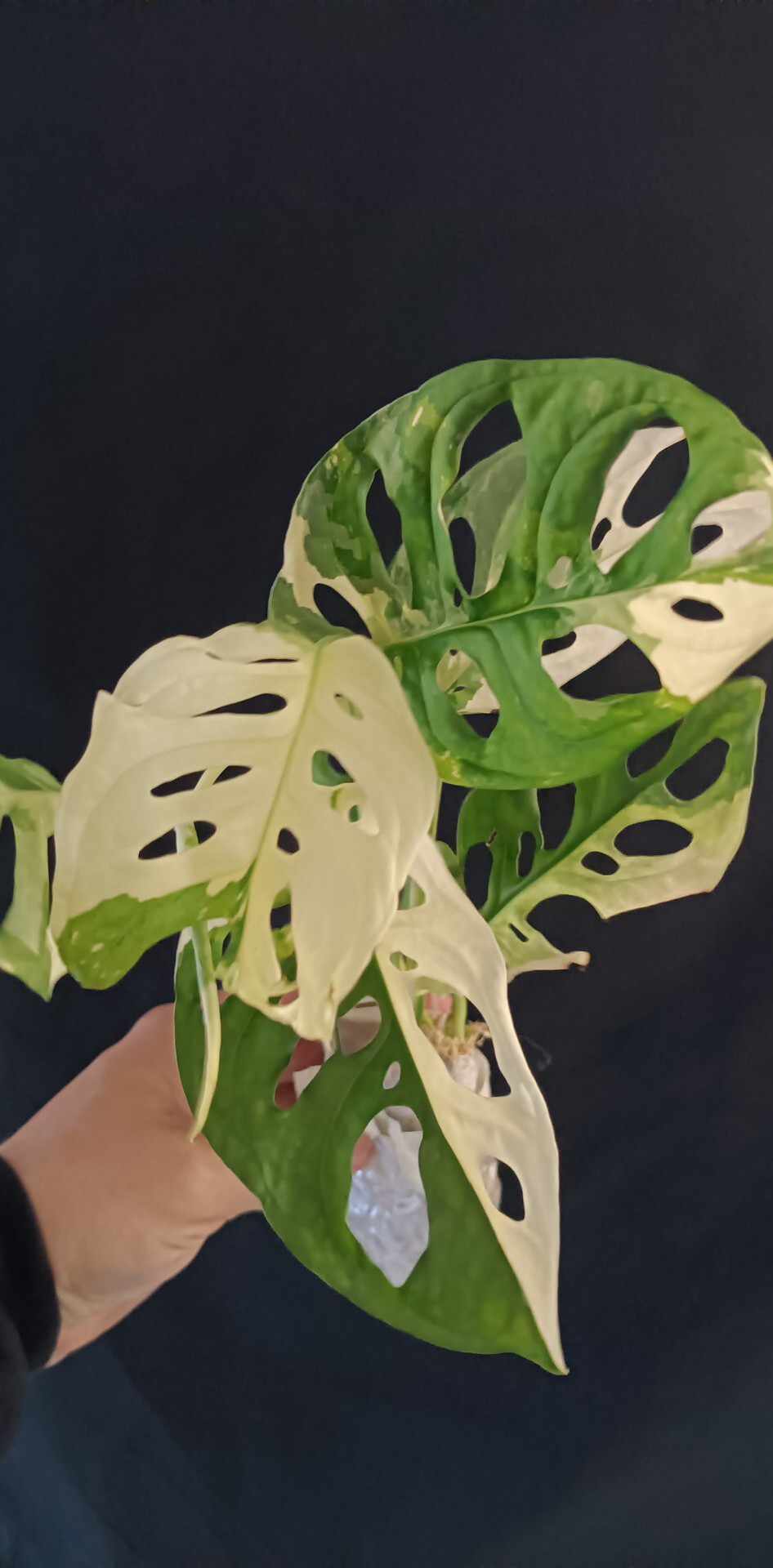 Philodendron Spiritu Sancti  SS2, Monstera obliqua, adansonii tri color, Burle Marx