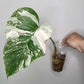 Monstera Albo Rooted Cutting 015 Kristin Molinaro