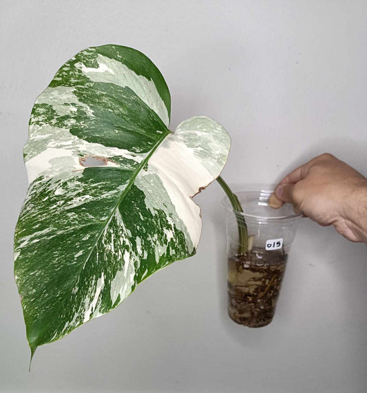 Monstera Albo Rooted Cutting 015 Kristin Molinaro
