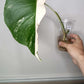 Monstera Albo Rooted Cutting 020 Later Tater