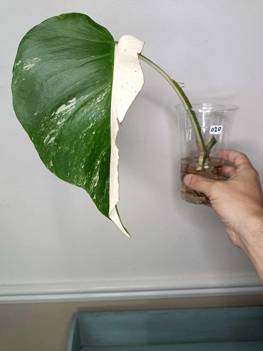 Monstera Albo Rooted Cutting 020 Later Tater
