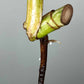 Monstera Albo Rooted Cutting 0012 Crystal Bruce