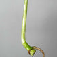 Monstera Albo Rooted Top Cutting 017 Nai Caraballo