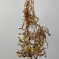 Monstera Albo Rooted Cutting 019 Logan Gordon