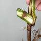 Monstera Albo Rooted Cutting 0012 Crystal Bruce