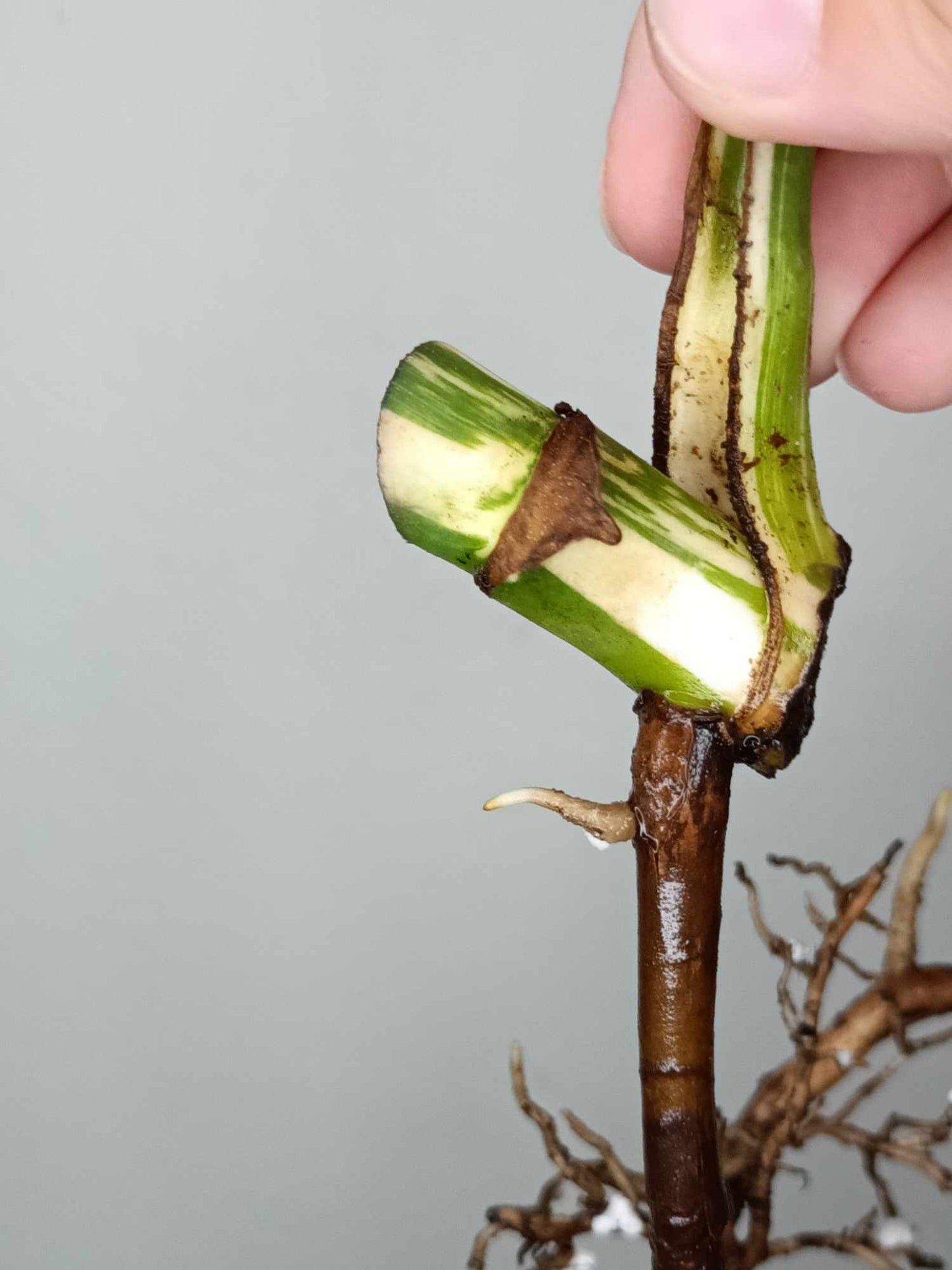 Monstera Albo Rooted Cutting 0012 Crystal Bruce