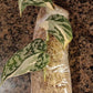 S. Mayari three leaf