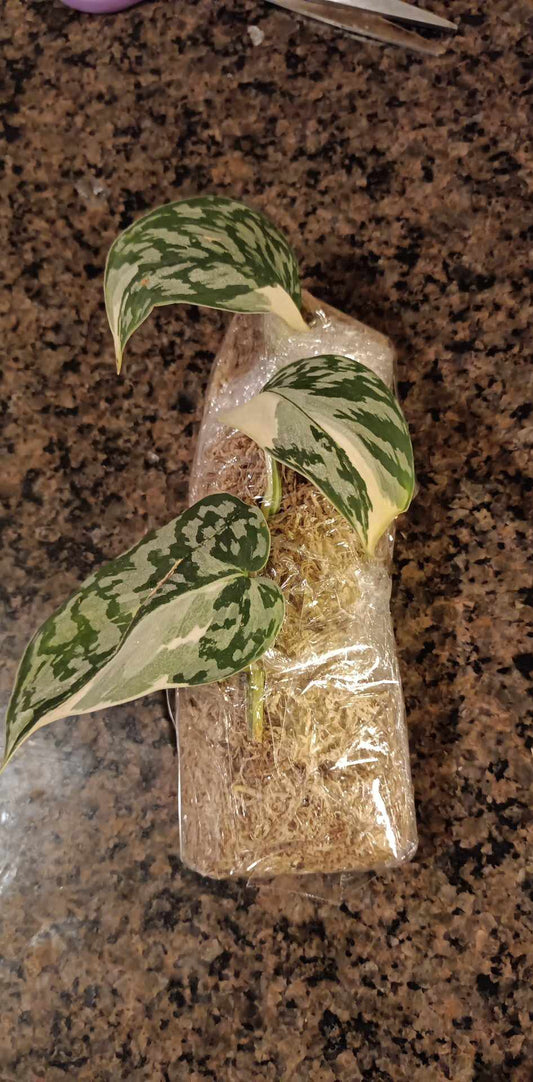S. Mayari three leaf