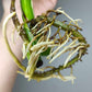 Monstera Albo T16