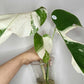 Monstera Albo T16