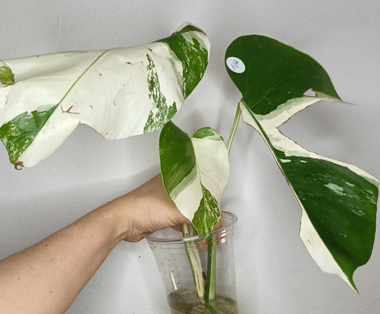 Monstera Albo T16