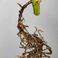 Monstera Albo Rooted Cutting 005 Anna Creazzo-Gray