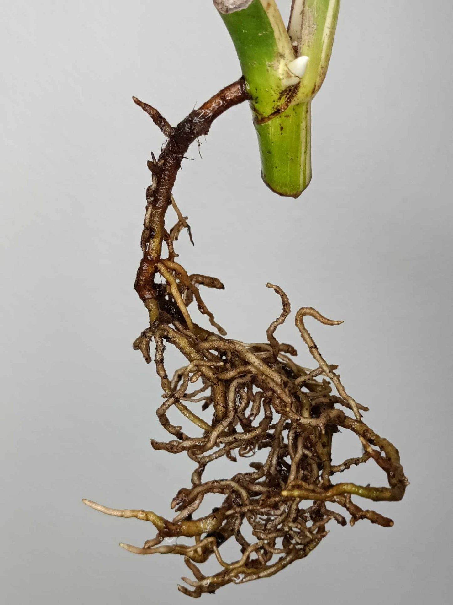 Monstera Albo Rooted Cutting 005 Anna Creazzo-Gray