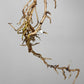 Monstera Albo Rooted Cutting 020 Later Tater